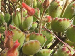 Cotyledon tomentosa subsp. tomentosa busy plant top